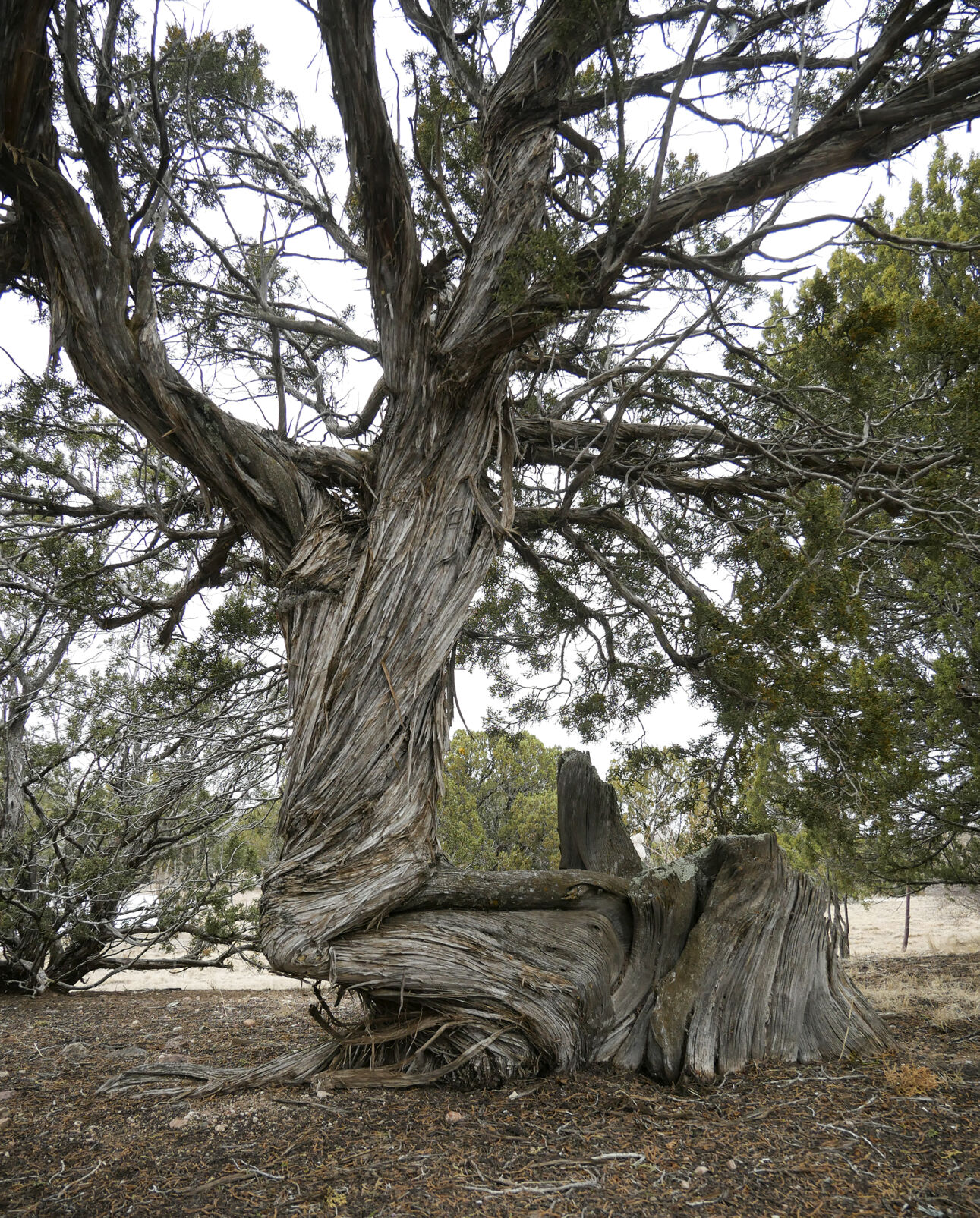 SacredTrees3_RGB.jpg